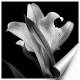 Printed Art Floral Lily by Michael Harrison 