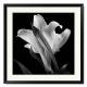 Printed Art Floral Lily by Michael Harrison 