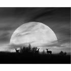 Printed Art Landscape Moonlight Silhouette, Farmington by Monte Nagler 