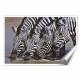Printed Art Animal Zebra Thirsty Work by Pip McGarry 