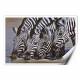 Printed Art Animal Zebra Thirsty Work by Pip McGarry 